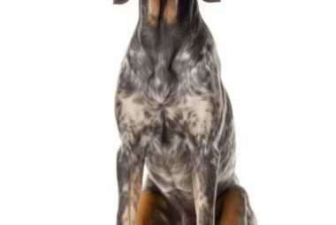 bluetick coonhound