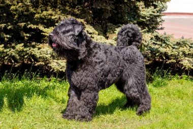 Bouvier des Flandres