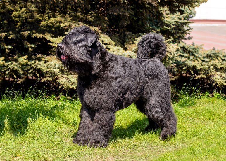 Bouvier des Flandres