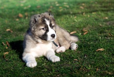 caucasian shepherd dog