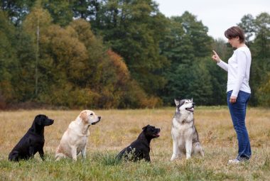 dog training