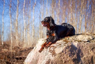 gordon setter