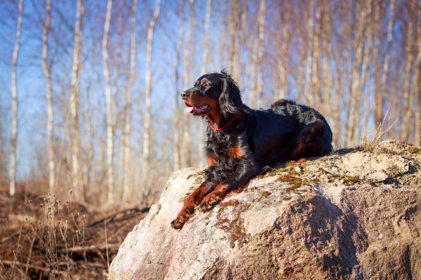 gordon setter