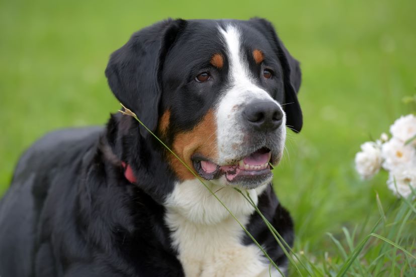 greater swiss mountain dog