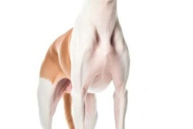 ibizan hound