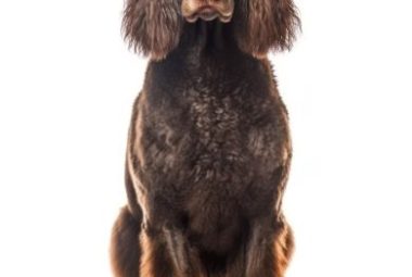 irish water spaniel