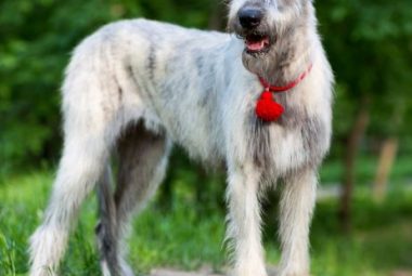 irish wolfhound