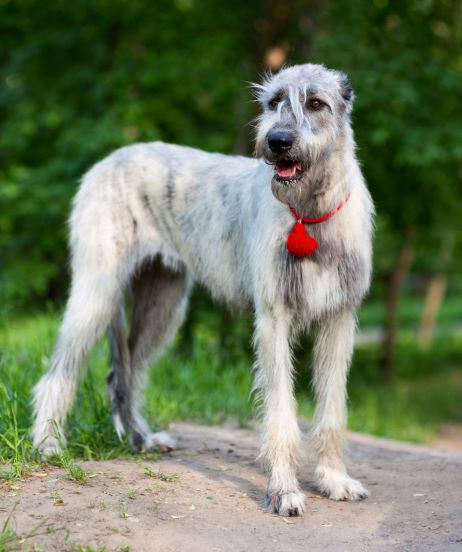 irish wolfhound