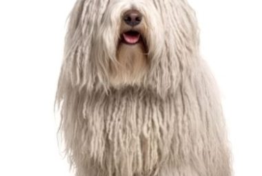 komondor