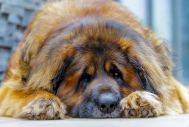 leonberger