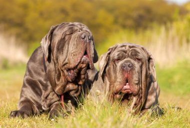 neapolitan mastiff