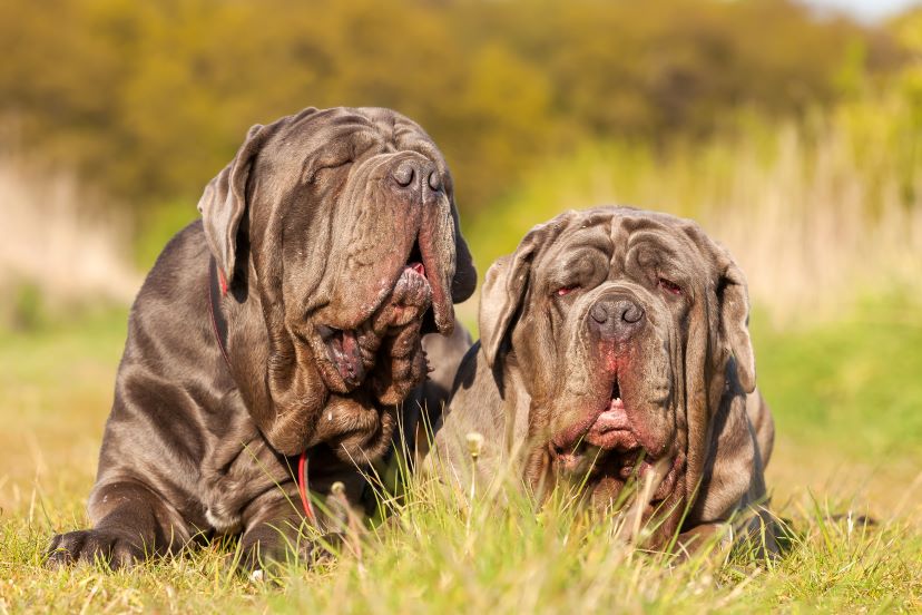 neapolitan mastiff