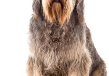 otterhound