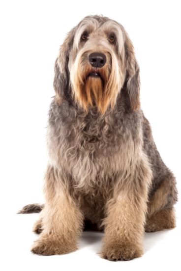 otterhound