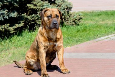 perro de presa canario