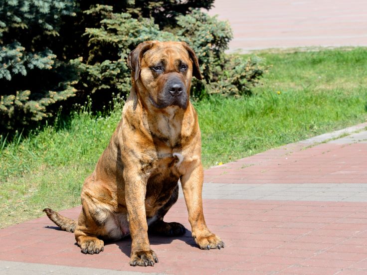 perro de presa canario