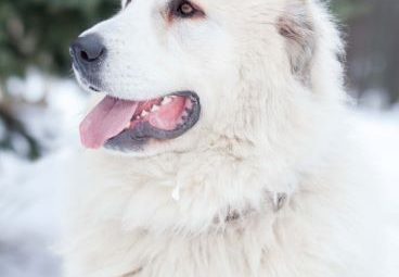 pyrenean mastiff