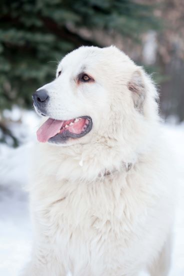 pyrenean mastiff