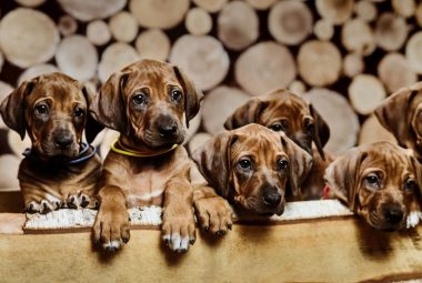 rhodesian ridgeback