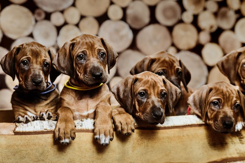 rhodesian ridgeback