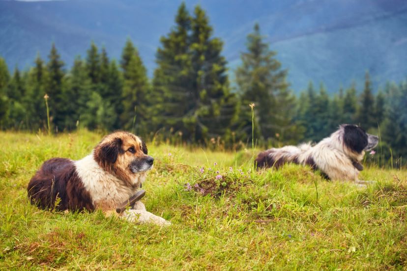 romanian mioritic shepherd