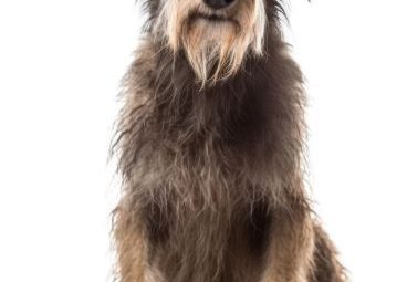 scottish deerhound