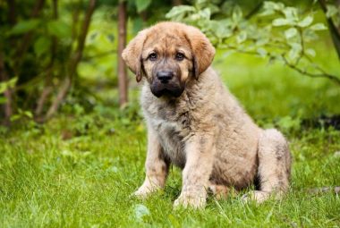 spanish mastiff