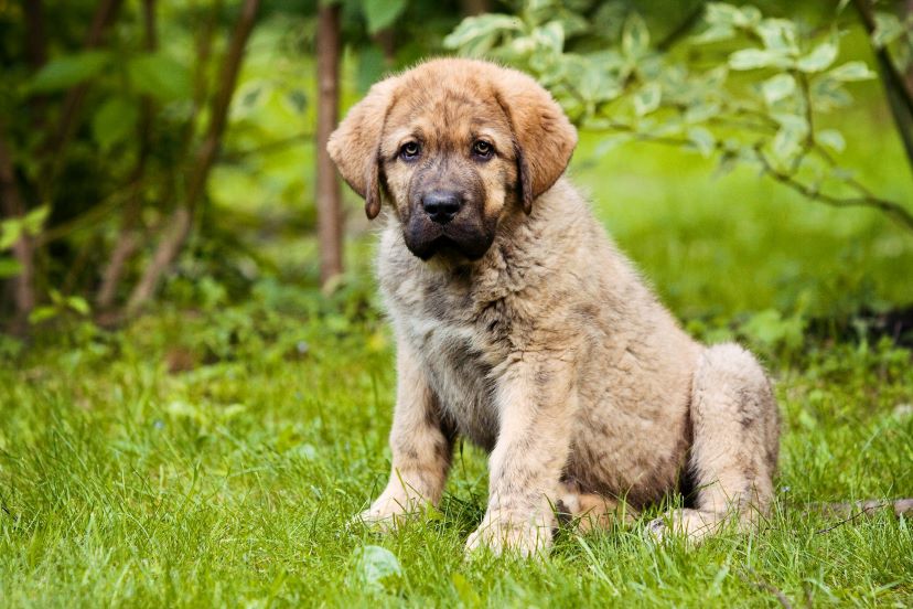 spanish mastiff