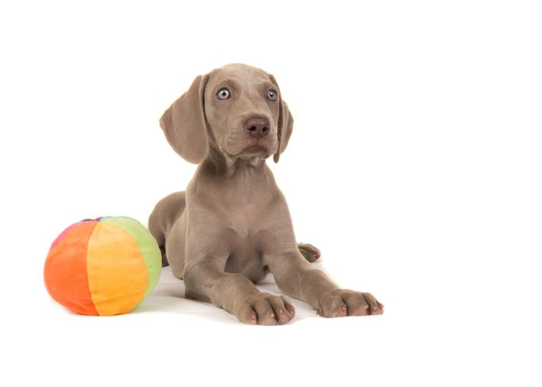 weimaraner